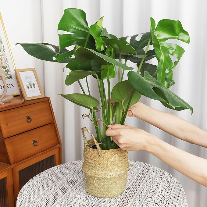 PRETTY JOLLY 5PCS Iron Monstera Plant Support Stakes Premium Plant Stand for Indoor & Outdoor Plants Practical Leaf Holders,Durable Trellis Accessories for Gardening Enthusiasts(Tree+Butterfly)