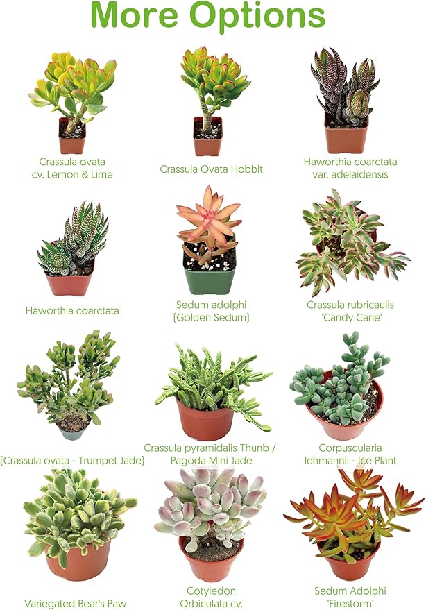 Live Succulent Plants Aeonium 'Dark Sea', Rare Succulents Fully Rooted in 4" Pots with Soil, Easy-Care House Plant,Standard Packaging
