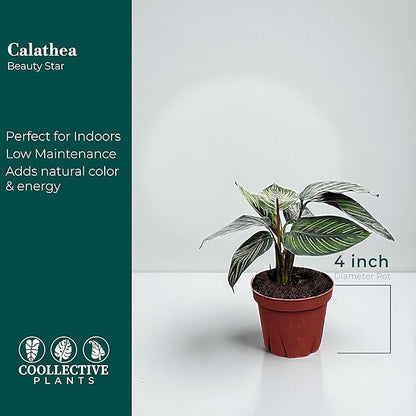 Calathea Beauty Star | Live Plant in a 4 Inch Growers Pot, Live Indoor, Easy to Grow, Easy to Care, and Low Maintenance Houseplant (4" Pot)