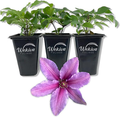Clematis Tumaini - 3 Live Starter Plants in 2 Inch Growers Pots - Starter Plants Ready for The Garden - Rare Clematis for Collectors