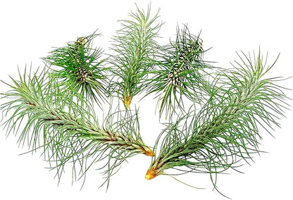 ragnaroc Air Plants - Colombian Tillandsia Funckiana, Large 5" - 5ct - Live Arrival Guaranteed - House Plants for Home Decor & Gift