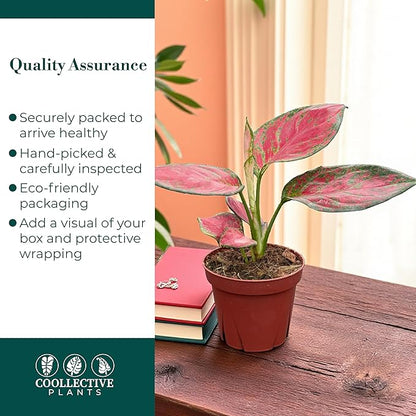 CoollectivePlants Aglaonema Richard – Aglaonema Live Plant in 4” Growers Pot | Chinese Evergreen Live Houseplant with Green & Cream Variegated Leaves | Easy Low Light Indoor Plant