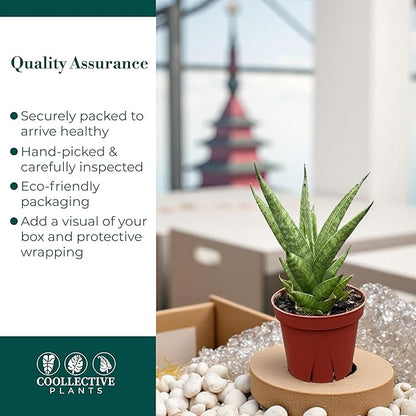 CoollectivePlants Sansevieria Pagoda Green – Live Snake Plant in 4″ Grower’s Pot, Layered Foliage, Easy Care Indoor Houseplant - Includes UniHeat Pack for Winter Protection