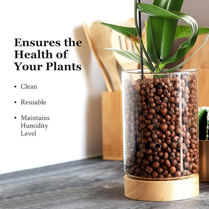 Pot & Pebble - C1 Glass Planter with Wooden Base - Indoor Glass Planter with Water Level Control Holes -Grow Plants in LECA Clay Pebbles/Similar Media - Semi Hydroponic Planter - Plant Cutting Holder
