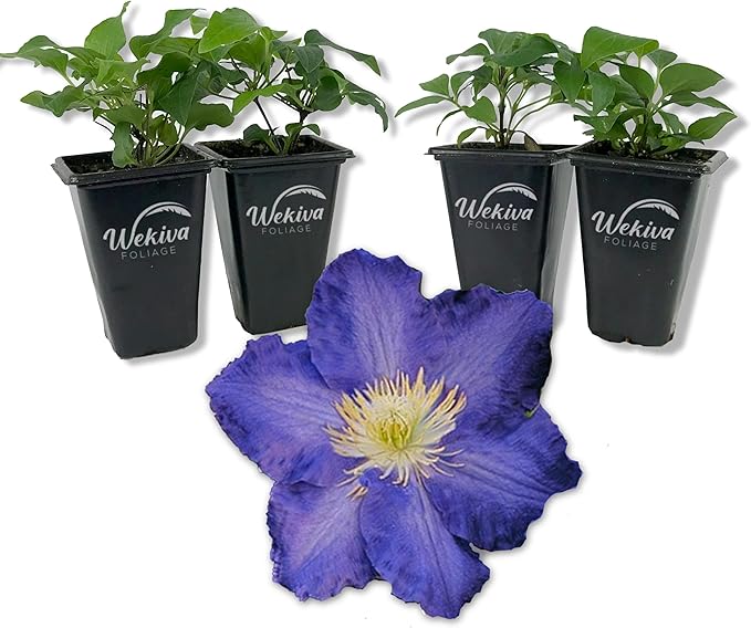 Clematis Ravel - 4 Live Starter Plants in 2 Inch Growers Pots - Starter Plants Ready for The Garden - Rare Clematis for Collectors