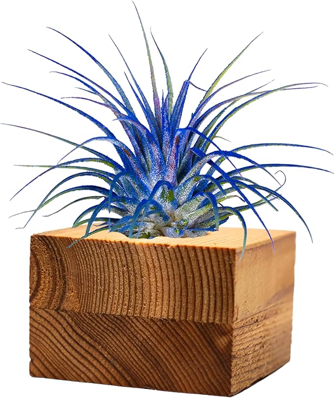 Air Plants - Tillandsia Ionantha - Organically Enhanced Color - Live Arrival Guaranteed - House Plants for Home Decor & Gift (3pk Blue Bell Tan Singles)