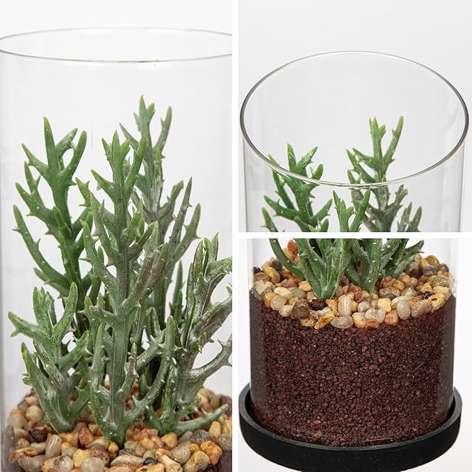 Artificial Succulent in Cylindrical Glass Vase Small Fake Senecio Plant with Modern Glass Terrarium Faux Plants Indoor Gift for Plant Lover Decor for Home Office Table Desk Shelf