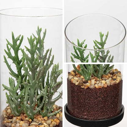 Artificial Succulent in Cylindrical Glass Vase Small Fake Senecio Plant with Modern Glass Terrarium Faux Plants Indoor Gift for Plant Lover Decor for Home Office Table Desk Shelf