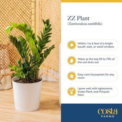 Costa Farms ZZ Live Plant in Decorative Pot, Easy to Maintain, Large Air Purifying Indoor Houseplant, Perfect for Home, Room, or Office Decor, Great House Warming or Birthday Gift, 2-3 Feet Tall