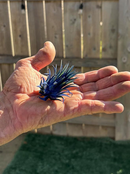 Air Plants - Tillandsia Ionantha - Organically Enhanced Color - Live Arrival Guaranteed - House Plants for Home Decor & Gift (Blue-Pink-Coral-Mix 3PK)