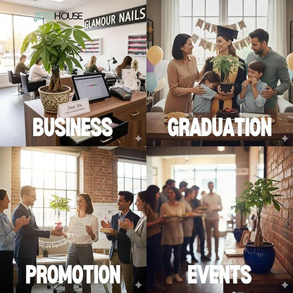 Money Tree Live Plant up to 16" Tall | Symbol of Luck & Wealth Feng Shui Chinese Bonsai Gift | Pet Friendly | Easy Care Beginner for Business and Office by JitoHouse
