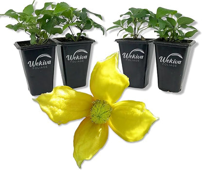 Clematis Tangutica - 4 Live Starter Plants in 2 Inch Growers Pots - Starter Plants Ready for The Garden - Rare Clematis for Collectors