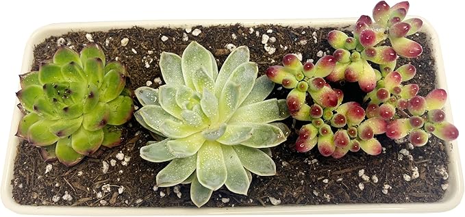 Kipokalor Rectangular White Ceramic Succulent Planter Pot,one Set of 10.19x4.64x3.22inch Modern Minimalist with Ceramic Saucer for Office,Desk,Window.