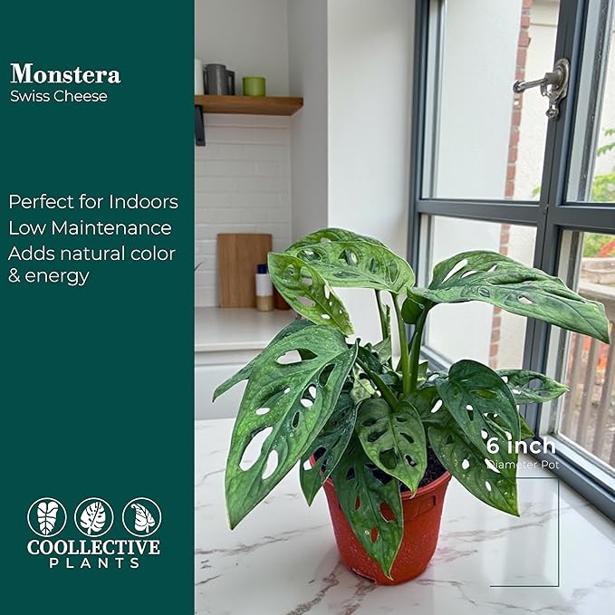 CoollectivePlants Monstera Swiss Cheese – Live Monstera Adansonii Plant in 6″ Grower’s Pot, Indoor Swiss Cheese Houseplant, Includes UniHeat Pack for Winter Protection