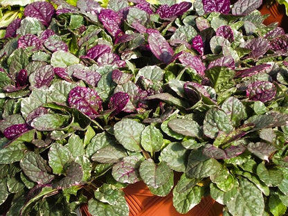 Greenwood Nursery: Live Ground-Cover Plants - Variegated Burgundy Glow Bugleweed + Ajuga Reptans - [Qty: 5X Pint Pots] - (Click for Other Available Plants/Quantities)