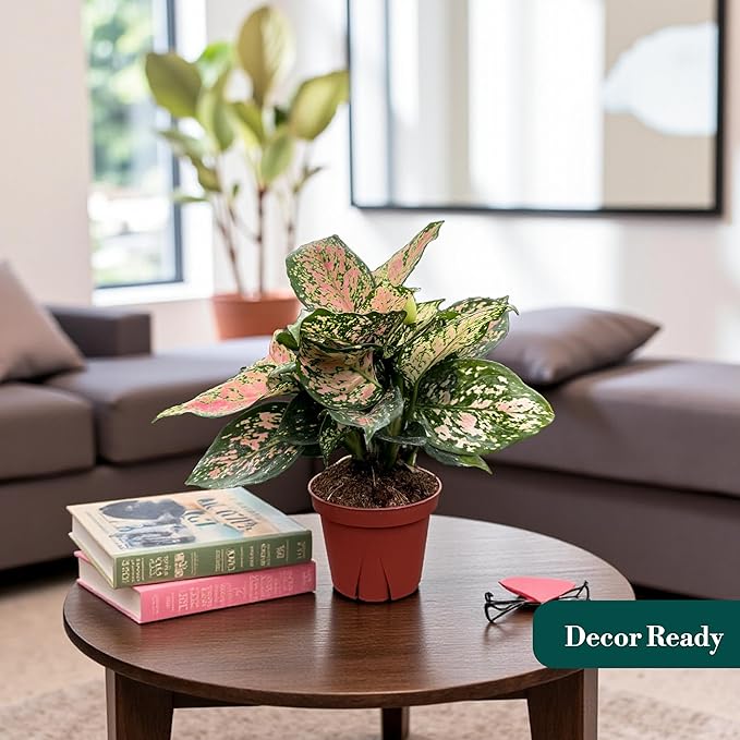 CoollectivePlants Aglaonema Katrina – Aglaonema Live Plant in 4” Grower’s Pot, Chinese Evergreen Plant Live, Green and Pink Variegated Foliage, Includes UniHeat Pack for Winter Protection
