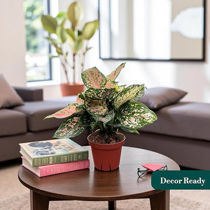 CoollectivePlants Aglaonema Katrina – Aglaonema Live Plant in 4” Grower’s Pot, Chinese Evergreen Plant Live, Green and Pink Variegated Foliage, Includes UniHeat Pack for Winter Protection