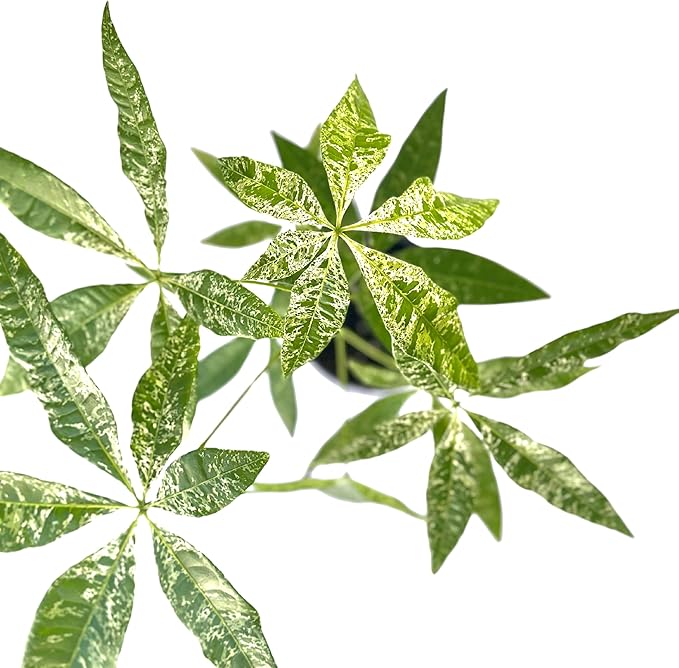 Live Money Tree Plant – 4” Indoor Pachira Glabra Variegated Fully Rooted | Albo Varieagata Rare Indoor Houseplant | Air-Purifying for Home, Office & Gifts (Heat Pack Included)