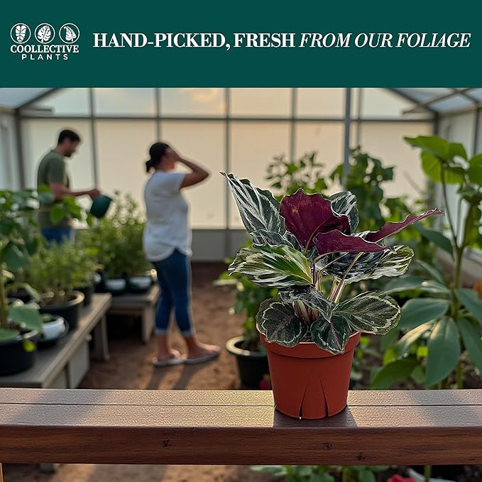Calathea Medallion | Live Plant in a 2 Inch Growers Pot, Live Indoor, Easy to Grow, Easy to Care, and Low Maintenance Houseplant (4" Pot)