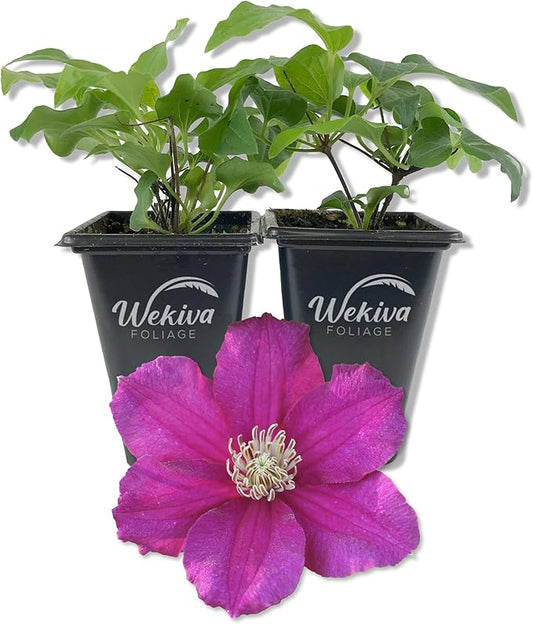 Clematis Cardinal Wyzynski - 2 Live Starter Plants in 2 Inch Growers Pots - Starter Plants Ready for The Garden - Rare Clematis for Collectors