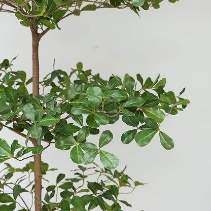 Artificial Black Olive Tree, 8FT Tall Big Leaf Faux Shady Lady Tree with Potted, Fake Olive Tree for Home Decor Indoor