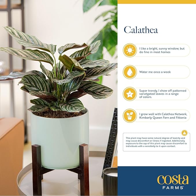 Costa Farms Calathea Live Plant in Decorative Pot, Indoor Houseplant, Perfect for Home, Room, or Office Decor, Great House Warming or Birthday Gift, 12-18 Inches Tall