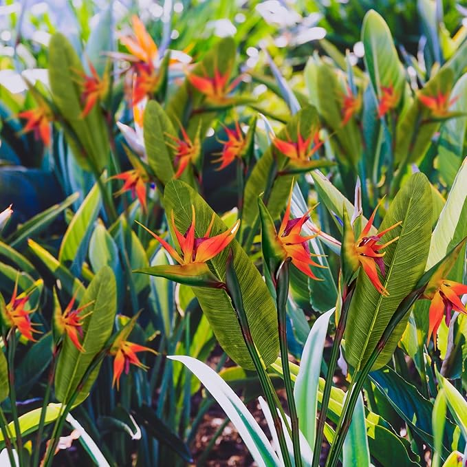 Artificial Bird of Paradise Flowers Real Touch 31.5'in Long Stem Flower 4 Pcs, with Bird of Paradise Leaves 33.5'in Long Stem Greenery Plants 2 Pcs,for Home Garden Wedding Party Decor (Orange 6 Stems)