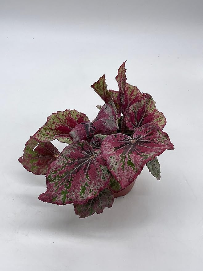 Venetian Red, Begonia Rex, 4 inch, Painted-Leaf Begonia, Unique Homegrown Exclusive