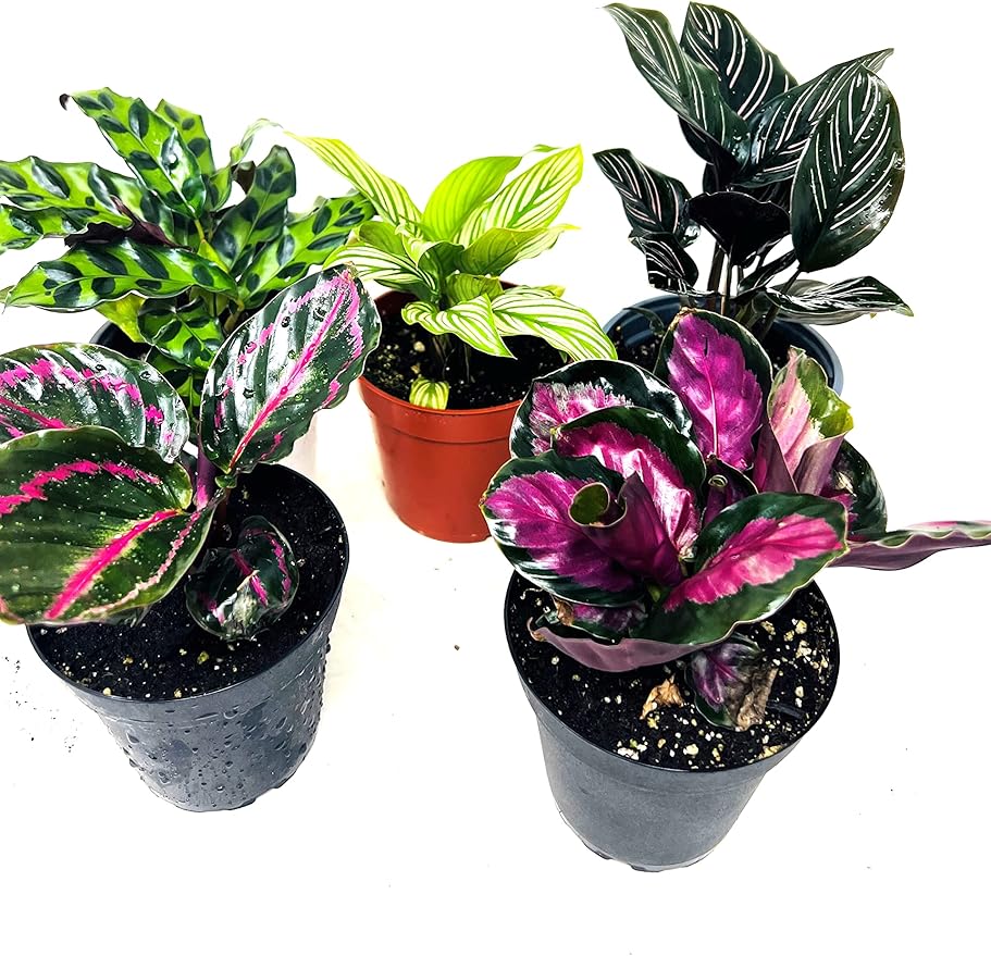 Calathea Party of 2 Live Plants 'Unique by JMBamboo'