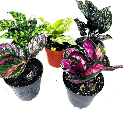 Calathea Party of 2 Live Plants 'Unique by JMBamboo'