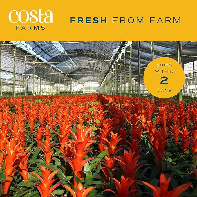 Costa Farms Bromeliad Live Plants (Pack of 2) - Blooming Flowers, 20-Inches Tall | Live Indoor Houseplants in Flower Pots | Assorted Colors | Housewarming Gift, Home, Office, Room Decor