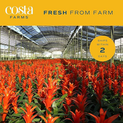 Costa Farms Bromeliad Live Plant | Blooming Flowers, 20-Inches Tall | Live Indoor Houseplant in Garden Flower Pot | Color Varies | Housewarming Gift | Home, Office and Room Decor