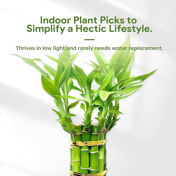 Lucky Bamboo Plants Live Indoor (10 Stalks, 8 Inch) - Fresh House Plants for Office Desk, Home Decor, for Positive Energy, Prosperity & Easy Care