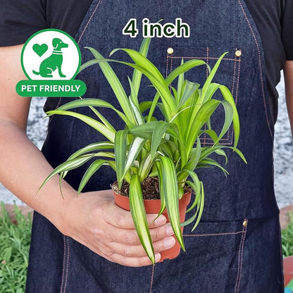 Spider Collection – Bonnie, Reverse & Hawaiian Varieties – Airplane, Pet Friendly Live Indoor Houseplant (4" Spider Plant Hawaiian)