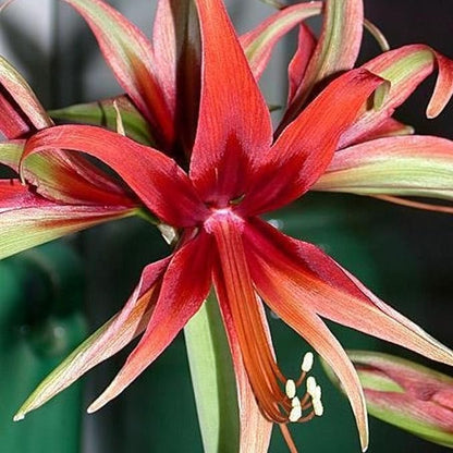 Amaryllis ‘Merengue’ Bulb – Exotic Hippeastrum Cybister, Red Spider Lily Style Blooms, Tropical Tender Perennial, Easy to Grow Indoor Amaryllis Bulb, Rare Flower