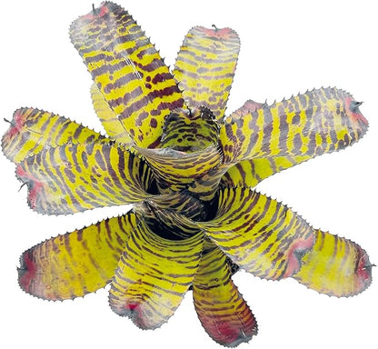ragnaroc Live Plants – Bromeliad Neoregelia Dragon, 8-12" in 6" Pot - 1ct - Live Arrival Guaranteed - House Plants for Home Decor & Gift