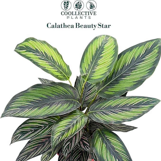 Calathea Beauty Star | Live Plant in a 4 Inch Growers Pot, Live Indoor, Easy to Grow, Easy to Care, and Low Maintenance Houseplant (6" Pot)