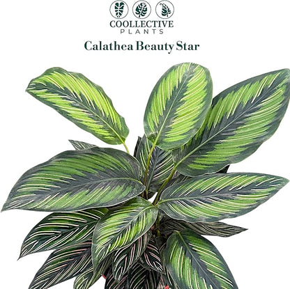 Calathea Beauty Star | Live Plant in a 4 Inch Growers Pot, Live Indoor, Easy to Grow, Easy to Care, and Low Maintenance Houseplant (6" Pot)