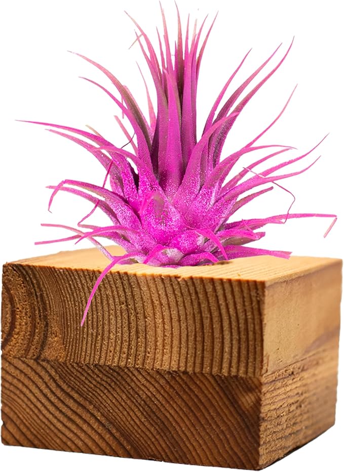 Air Plants - Tillandsia Ionantha - Organically Enhanced Color - Live Arrival Guaranteed - House Plants for Home Decor & Gift (3pk Rose Pink Tan Singles)