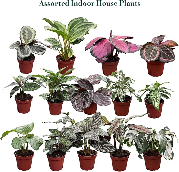 CoollectivePlants Calathea Plant Live in 4" Nursery Pot (4-Pack) – Assorted Easy Care Indoor Houseplants, Starter Plants for Beginners, Includes UniHeat Pack for Winter Protection