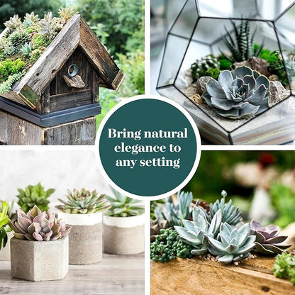 Shop Succulents Echeveria & Rosette Live Succulent Variety Pack – Fully Rooted 2" Potted Plants for Gifts, Favors, DIY Projects, Terrariums, Home Décor, and Garden Arrangements, 40 Pack