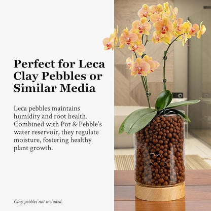 Pot & Pebble - C1 Glass Planter with Wooden Base - Indoor Glass Planter with Water Level Control Holes -Grow Plants in LECA Clay Pebbles/Similar Media - Semi Hydroponic Planter - Plant Cutting Holder