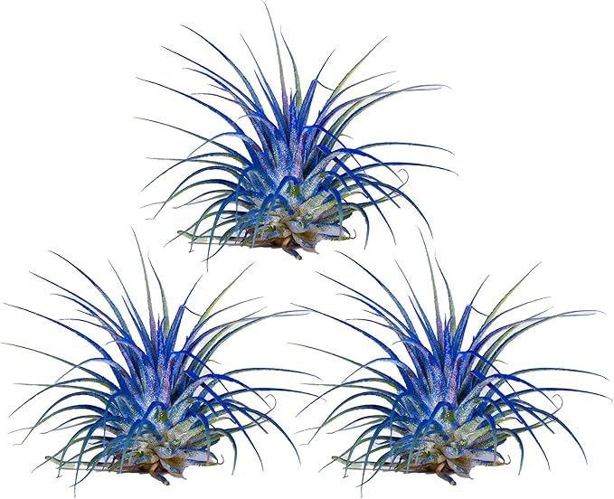 Air Plants - Tillandsia Ionantha - Organically Enhanced Color - Live Arrival Guaranteed - House Plants for Home Decor & Gift (3pk Blue Bell Tan Singles)