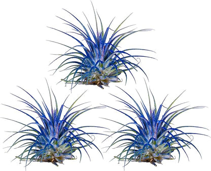 Air Plants - Tillandsia Ionantha - Organically Enhanced Color - Live Arrival Guaranteed - House Plants for Home Decor & Gift (3pk Blue Bell Tan Singles)