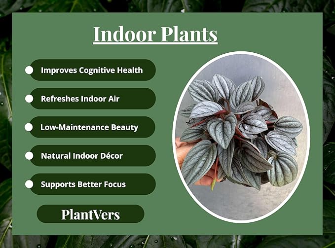 PLANTVERS Peperomia ‘Napoli Nights’ in 4" Grow Pot – Compact Live Indoor Houseplant with Silver-Green Foliage – Easy Care & Low Maintenance Houseplant – Air Purifying Plant
