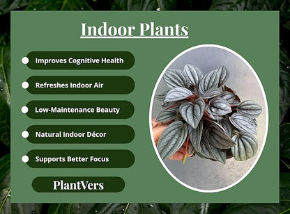 PLANTVERS Peperomia ‘Napoli Nights’ in 4" Grow Pot – Compact Live Indoor Houseplant with Silver-Green Foliage – Easy Care & Low Maintenance Houseplant – Air Purifying Plant