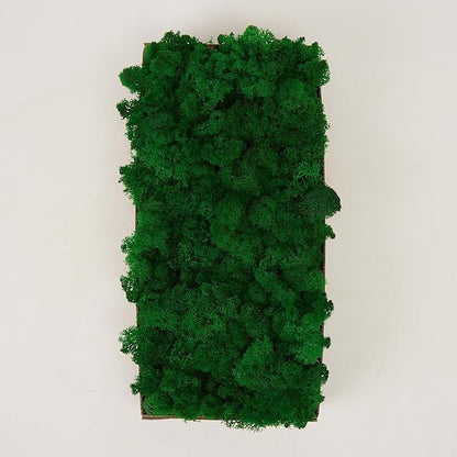 Preserved Reindeer Moss Natural Green DIY Kit Gardenning Art Wall Decor Florist Decor Easter Table Decor Wedding