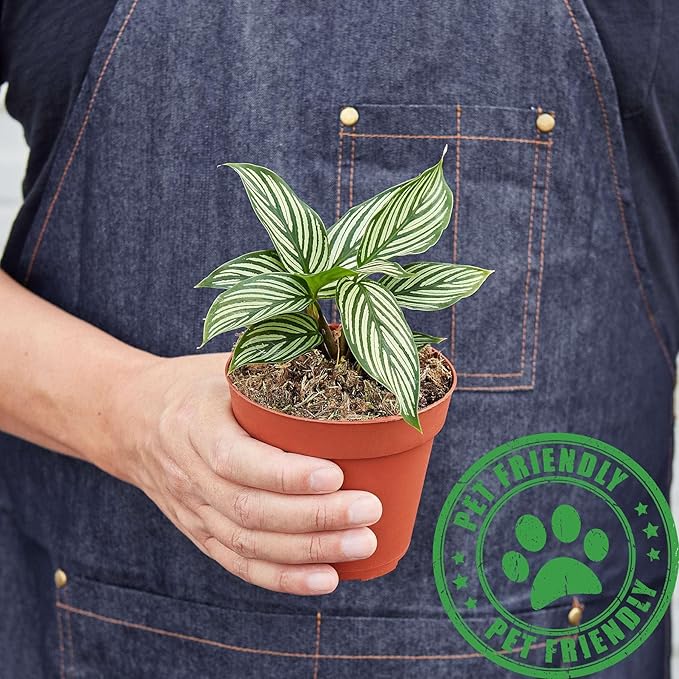 Calathea Vittata Live Plant for Indoor | Different Houseplants in 4'' & 6'' Pot | Real House Plant for Living Room, Office, Desk & Bathroom | Peacock Plant | Zebra Plant