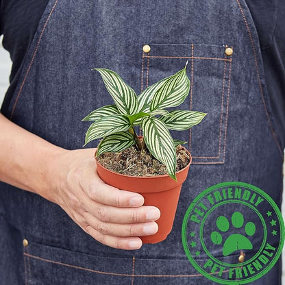 Calathea Vittata Live Plant for Indoor | Different Houseplants in 4'' & 6'' Pot | Real House Plant for Living Room, Office, Desk & Bathroom | Peacock Plant | Zebra Plant