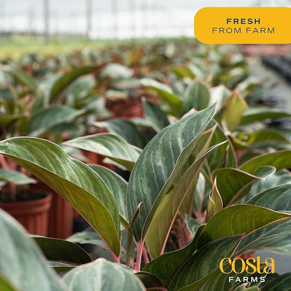 Costa Farms Chinese Evergreen Live Plant, Aglaonema, Easy Care Low Light Houseplant in Nursery Pot, Potted in Potting Soil Mix, Housewarming, Unique Home or Room Decor, 1-2 Feet Tall